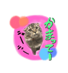 ねいるちゃんの挨拶❤️猫（個別スタンプ：3）