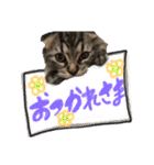 ねいるちゃんの挨拶❤️猫（個別スタンプ：4）