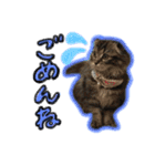 ねいるちゃんの挨拶❤️猫（個別スタンプ：5）