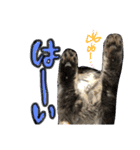 ねいるちゃんの挨拶❤️猫（個別スタンプ：9）