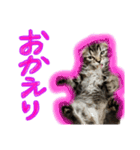 ねいるちゃんの挨拶❤️猫（個別スタンプ：15）