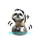 シーズーの道草3（個別スタンプ：2）