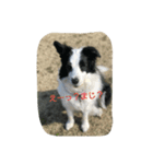 ハニー軍団（個別スタンプ：1）