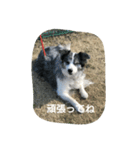 ハニー軍団（個別スタンプ：5）