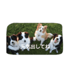 ハニー軍団（個別スタンプ：9）