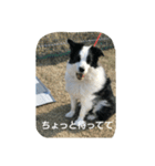 ハニー軍団（個別スタンプ：12）