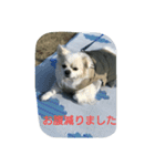 ハニー軍団（個別スタンプ：13）