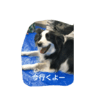 ハニー軍団（個別スタンプ：14）