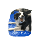 ハニー軍団（個別スタンプ：15）