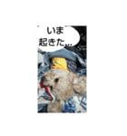 tarou's everyday（個別スタンプ：5）