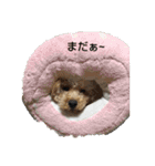 tarou's everyday（個別スタンプ：12）