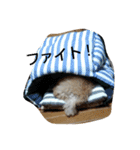 tarou's everyday（個別スタンプ：16）