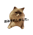 ぐるぐるにゃんこ（個別スタンプ：12）