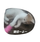 マロンくんスタンプ猫（個別スタンプ：3）