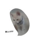 マロンくんスタンプ猫（個別スタンプ：4）