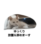 マロンくんスタンプ猫（個別スタンプ：8）
