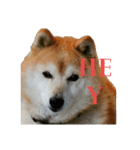 日常に柴犬を（個別スタンプ：1）