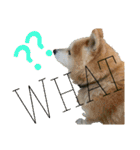 日常に柴犬を（個別スタンプ：2）