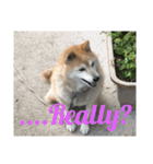 日常に柴犬を（個別スタンプ：4）