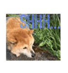 日常に柴犬を（個別スタンプ：5）