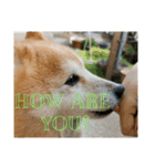 日常に柴犬を（個別スタンプ：6）