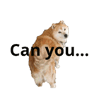 日常に柴犬を（個別スタンプ：7）