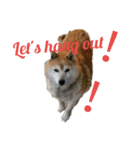 日常に柴犬を（個別スタンプ：8）