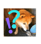 日常に柴犬を（個別スタンプ：9）