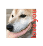 日常に柴犬を（個別スタンプ：10）