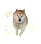 日常に柴犬を（個別スタンプ：12）