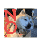 日常に柴犬を（個別スタンプ：13）