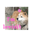 日常に柴犬を（個別スタンプ：14）