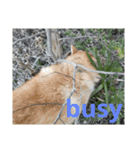 日常に柴犬を（個別スタンプ：15）