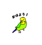 インコのリアルかわいいペットスタンプ（個別スタンプ：1）