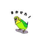 インコのリアルかわいいペットスタンプ（個別スタンプ：13）