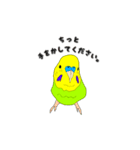 インコのリアルかわいいペットスタンプ（個別スタンプ：18）