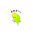 インコのリアルかわいいペットスタンプ（個別スタンプ：19）