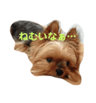 ヨークシャ生活（個別スタンプ：2）