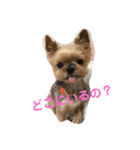 ヨークシャ生活（個別スタンプ：4）