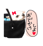 ちょげの毎日（個別スタンプ：1）