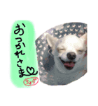 ちょげの毎日（個別スタンプ：3）