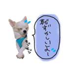 ちょげの毎日（個別スタンプ：4）