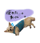 ちょげの毎日（個別スタンプ：6）
