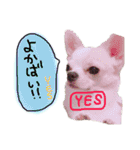 ちょげの毎日（個別スタンプ：9）