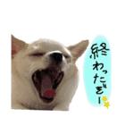 ちょげの毎日（個別スタンプ：14）