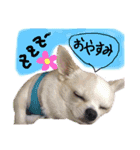ちょげの毎日（個別スタンプ：16）