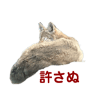 動物癒し系 のんびり（個別スタンプ：8）