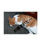 自然と言葉（個別スタンプ：5）