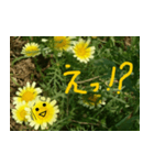 春菊の花（個別スタンプ：4）