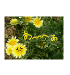 春菊の花（個別スタンプ：5）